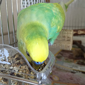 セキセイインコ メロン 鳥フォトコンテストvol.026 テーマ「もぐもぐ」結果発表