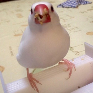 白文鳥 ピッピ 鳥フォトコンテストvol.026 テーマ「もぐもぐ」結果発表