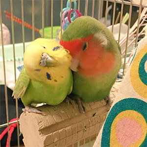 鳥フォトコンテスト「けろっぴー・あんず」さん