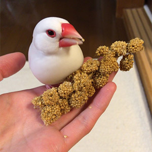 白文鳥 ピッピ 鳥フォトコンテストvol.026 テーマ「もぐもぐ」結果発表