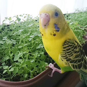 セキセイインコ ピーコ 鳥フォトコンテストvol.026 テーマ「もぐもぐ」結果発表