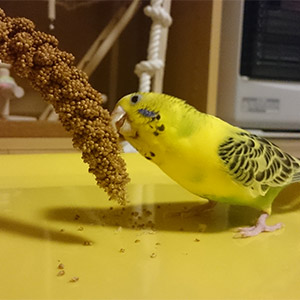 セキセイインコ ピーコ 鳥フォトコンテストvol.026 テーマ「もぐもぐ」結果発表