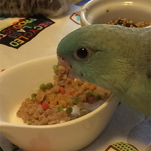 サザナミインコ 羽太 鳥フォトコンテストvol.026 テーマ「もぐもぐ」結果発表