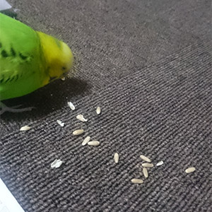 セキセイインコ なる 鳥フォトコンテストvol.026 テーマ「もぐもぐ」結果発表