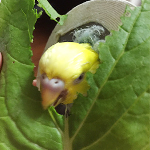 セキセイインコ まいちゃん 鳥フォトコンテストvol.026 テーマ「もぐもぐ」結果発表