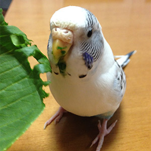 セキセイインコ まめちゃん 鳥フォトコンテストvol.026 テーマ「もぐもぐ」結果発表