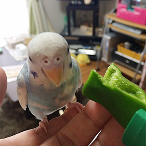 セキセイインコ ルナ 鳥フォトコンテストvol.026 テーマ「もぐもぐ」結果発表