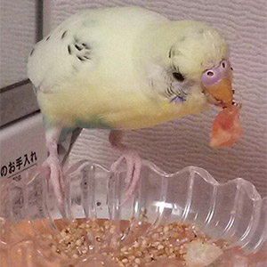 セキセイインコ 夏樹くん 鳥フォトコンテストvol.026 テーマ「もぐもぐ」結果発表
