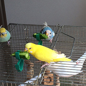 セキセイインコ キラ・ルナ・ナナ 鳥フォトコンテストvol.026 テーマ「もぐもぐ」結果発表