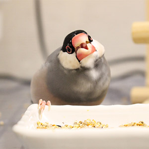 鳥フォトコンテスト「春蘭」さん