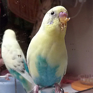 セキセイインコ 夏樹くん 鳥フォトコンテストvol.026 テーマ「もぐもぐ」結果発表