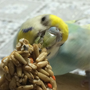 セキセイインコ ナナちゃん 鳥フォトコンテストvol.026 テーマ「もぐもぐ」結果発表