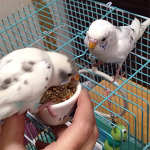 セキセイインコ ユキたん・杏仁 鳥フォトコンテストvol.026 テーマ「もぐもぐ」結果発表