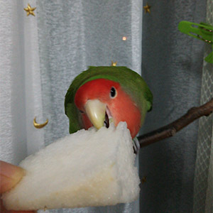コザクラインコ ギー 鳥フォトコンテストvol.026 テーマ「もぐもぐ」結果発表
