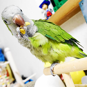 オキナインコ ハロ 鳥フォトコンテストvol.026 テーマ「もぐもぐ」結果発表