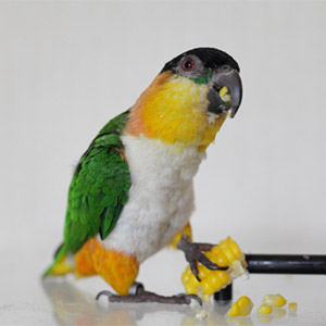 ズグロシロハラインコ クロちゃん<br />
鳥フォトコンテストvol.026 テーマ「もぐもぐ」結果発表