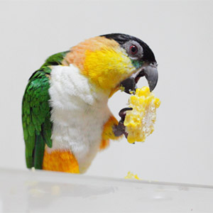 ズグロシロハラインコ クロちゃん<br />
鳥フォトコンテストvol.026 テーマ「もぐもぐ」結果発表