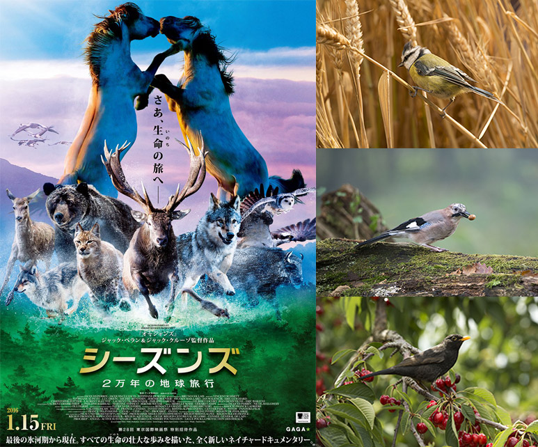 2016年1月15日(金)公開『シーズンズ 2万年の地球旅行』試写会チケットプレゼント!