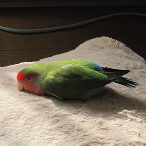 コザクラインコ ピノ 鳥フォトコンテストvol.027 テーマ「うとうと」結果発表
