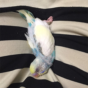セキセイインコ あめ 鳥フォトコンテストvol.027 テーマ「うとうと」結果発表