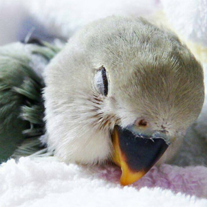 コザクラインコ ぐぐ 鳥フォトコンテストvol.027 テーマ「うとうと」結果発表