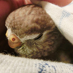 アキクサインコ 輝 鳥フォトコンテストvol.027 テーマ「うとうと」結果発表