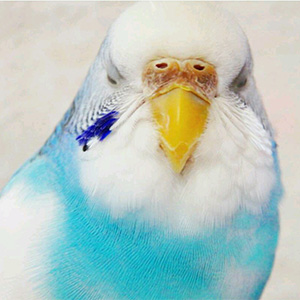 セキセイインコ しょーちゃん 鳥フォトコンテストvol.027 テーマ「うとうと」結果発表