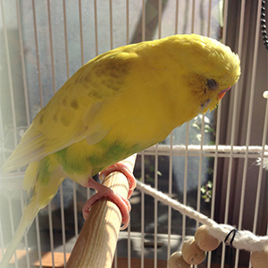 セキセイインコ ロペ 鳥フォトコンテストvol.027 テーマ「うとうと」結果発表