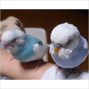 セキセイインコ モンちゃん・アンちゃん 鳥フォトコンテストvol.027 テーマ「うとうと」結果発表