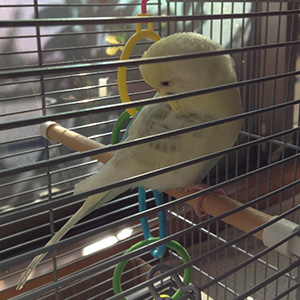 セキセイインコ ぱうえる 鳥フォトコンテストvol.027 テーマ「うとうと」結果発表