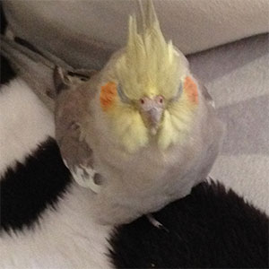 オカメインコ ネネ 鳥フォトコンテストvol.027 テーマ「うとうと」結果発表