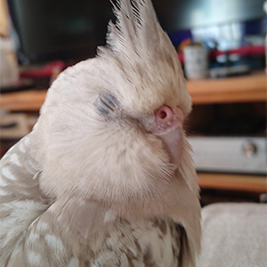 オカメインコ しぃ 鳥フォトコンテストvol.027 テーマ「うとうと」結果発表