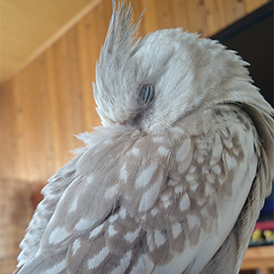 オカメインコ しぃ 鳥フォトコンテストvol.027 テーマ「うとうと」結果発表