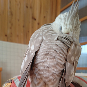 オカメインコ しぃ 鳥フォトコンテストvol.027 テーマ「うとうと」結果発表