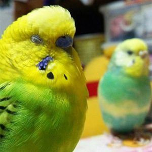 セキセイインコ エコル 鳥フォトコンテストvol.027 テーマ「うとうと」結果発表