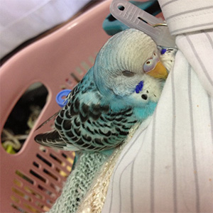 セキセイインコ あんこ 鳥フォトコンテストvol.027 テーマ「うとうと」結果発表