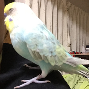 セキセイインコ けん 鳥フォトコンテストvol.027 テーマ「うとうと」結果発表
