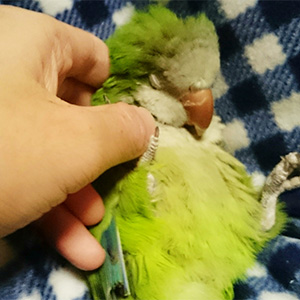 鳥フォトコンテスト「ハロ」さん