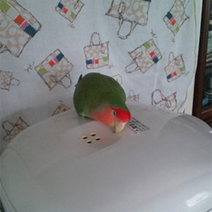 コザクラインコ ピノ 鳥フォトコンテストvol.027 テーマ「うとうと」結果発表