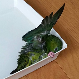 サザナミインコ たっつ 鳥フォトコンテストvol.032 テーマ「うっとり」結果発表