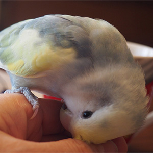 コザクラインコ クー 鳥フォトコンテストvol.032 テーマ「うっとり」結果発表